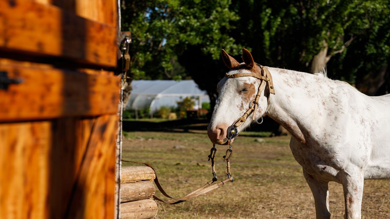 Cabalgata Experience (3)