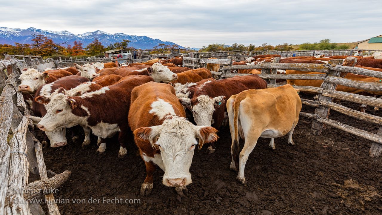 Medio Día De Campo En Estancia Nibepo Aike (4)