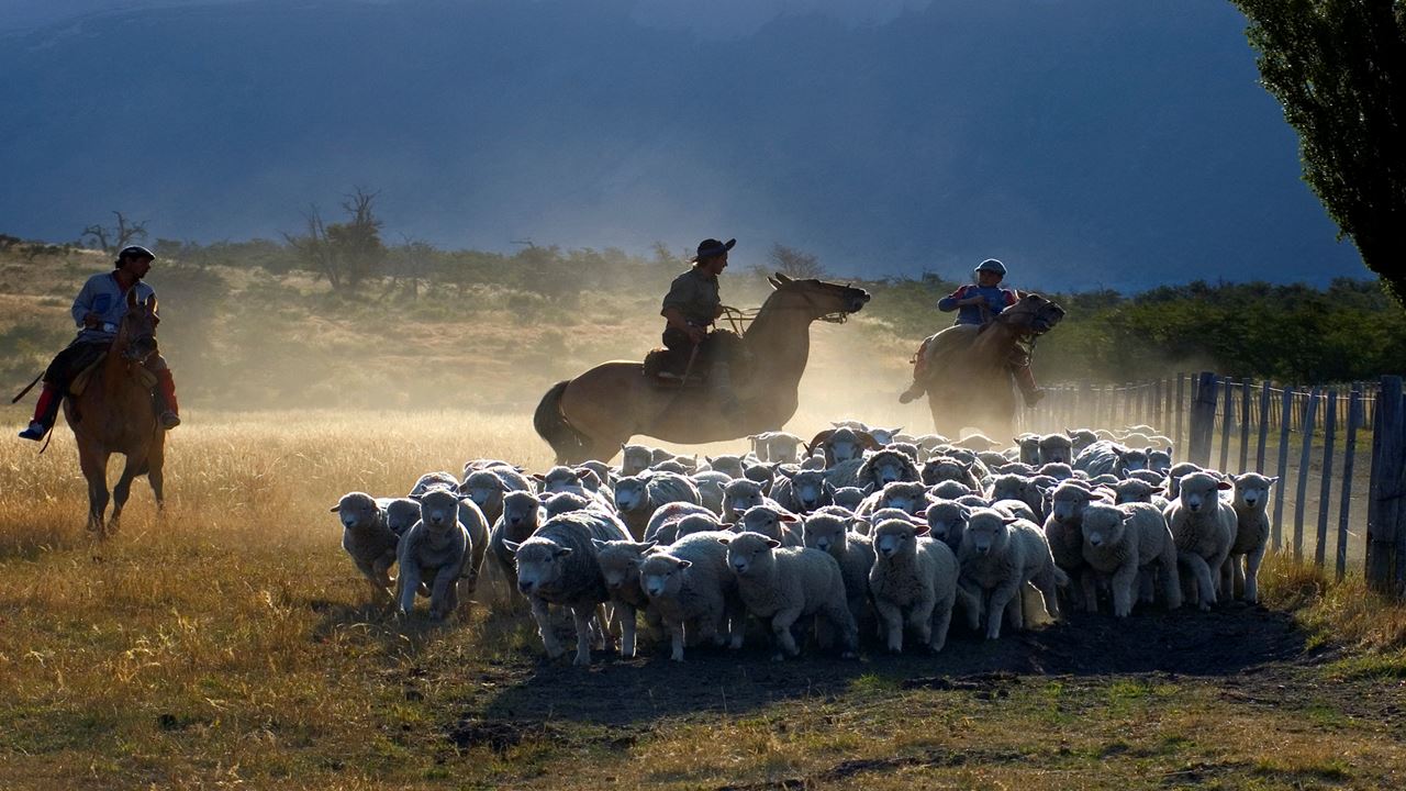 Medio Día De Campo En Estancia Nibepo Aike (7)