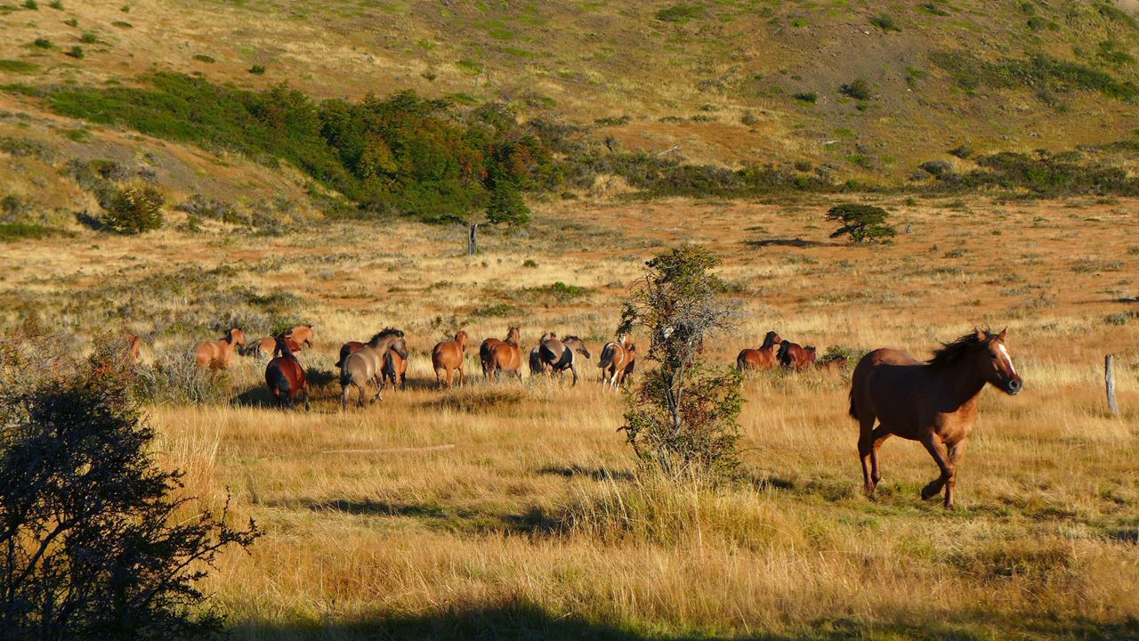 Medio Día De Campo En Estancia Nibepo Aike (1)