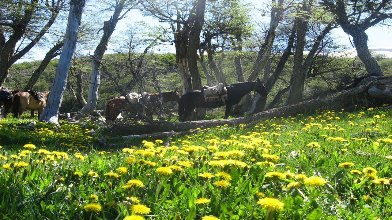 Cabalgatas Por El Lago Roca foto 1