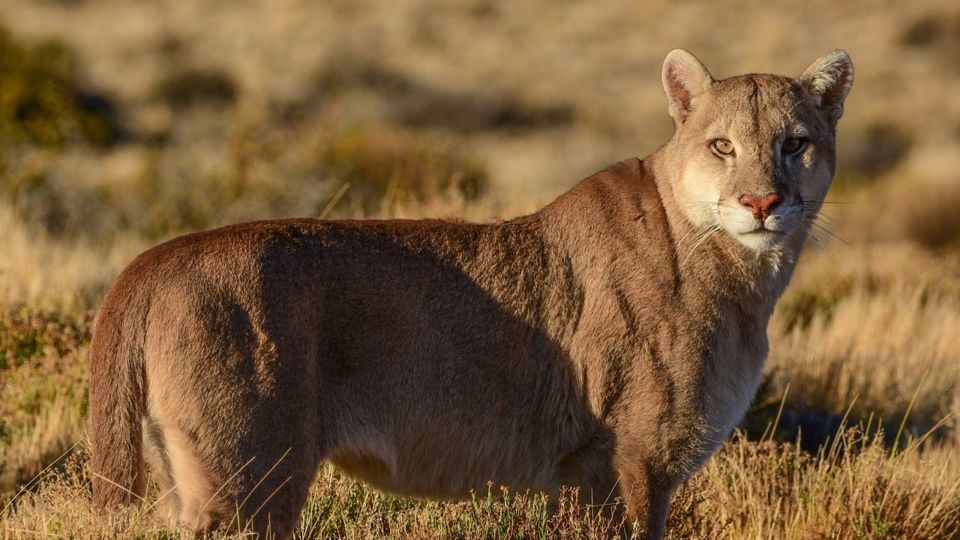 Premium Plane Flight In Perito Moreno With Puma Sightseeing foto 4