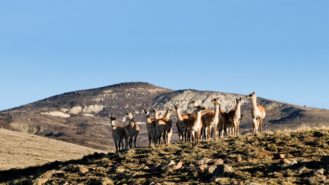 Safari Experience - Fauna & Estepa